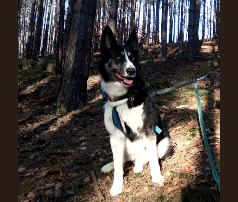 Tiga, a Siberian Husky and German Shepherd Dog mix tested with EmbarkVet.com