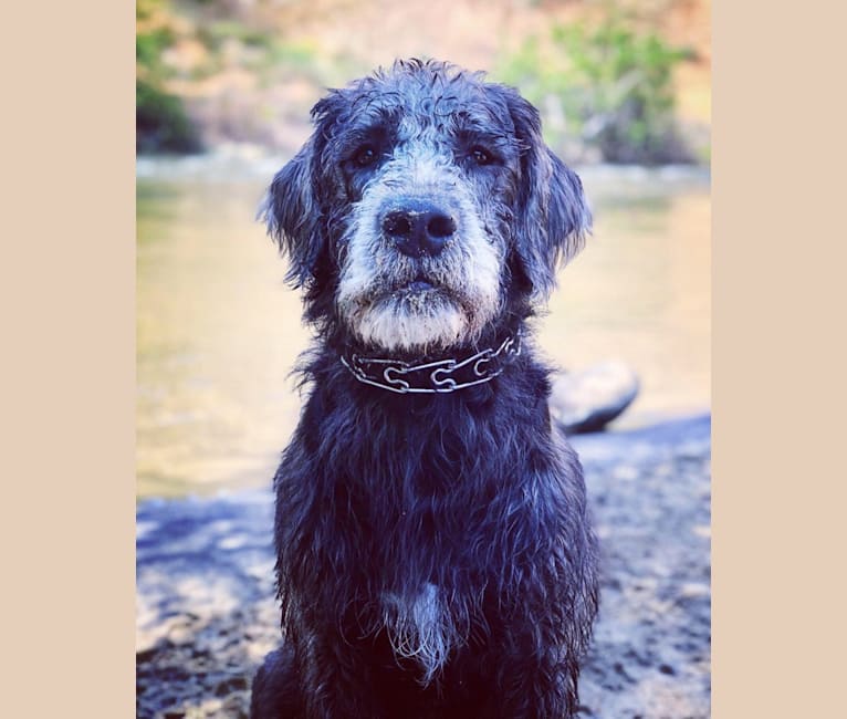 Poodle cane corso mix clearance