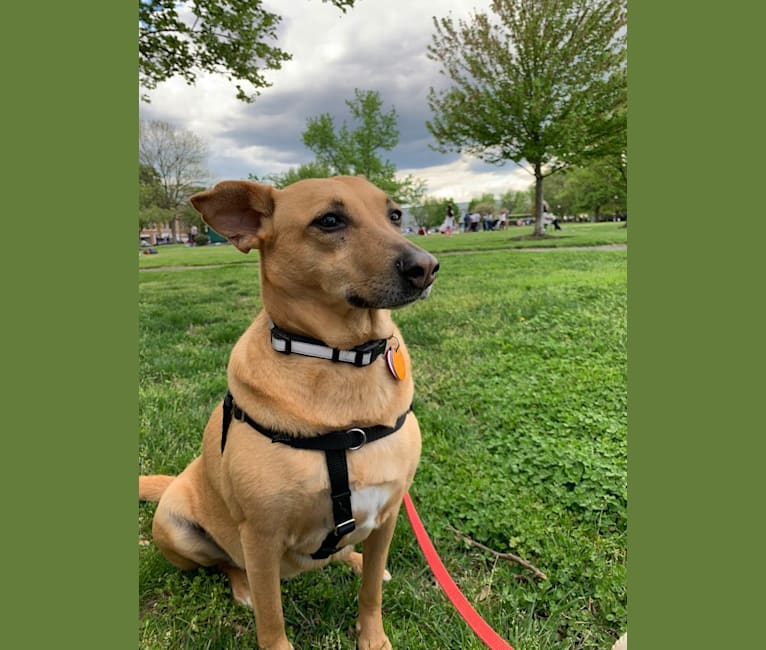 Noel, a Central and East African Village Dog tested with EmbarkVet.com