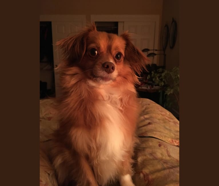 Photo of Dragon, a Chihuahua, Pekingese, Poodle (Small), and Mixed mix in Oakland, California, USA