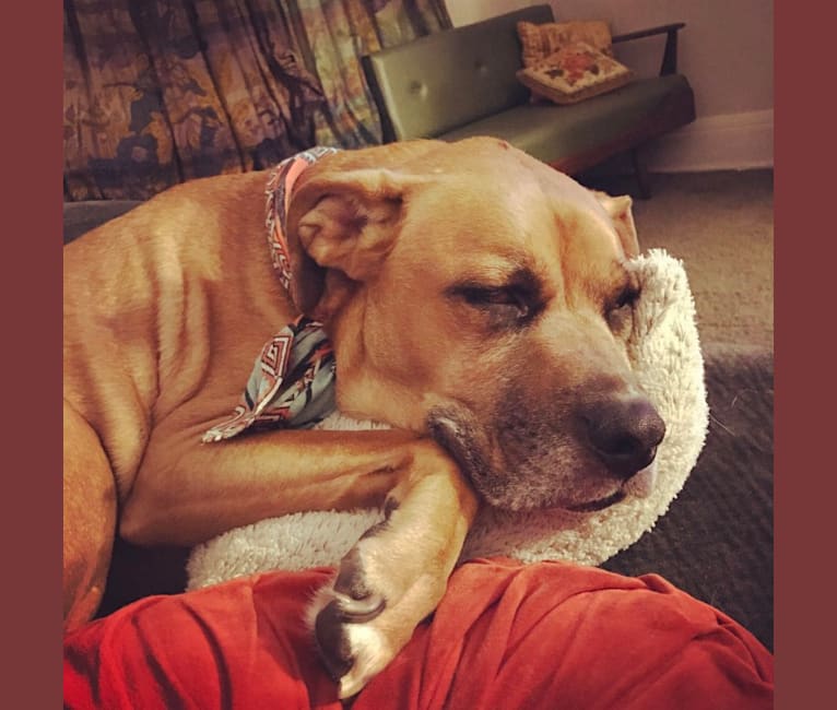 Photo of Bodhi, a Boxer, Staffordshire Terrier, and Labrador Retriever mix in Cincinnati, Ohio, USA