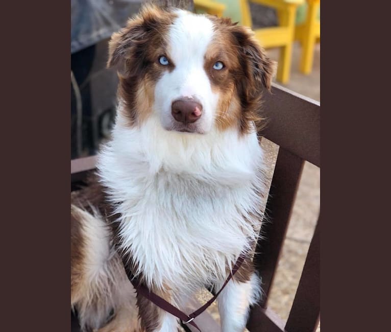 Embark Dog Dna Test Breed