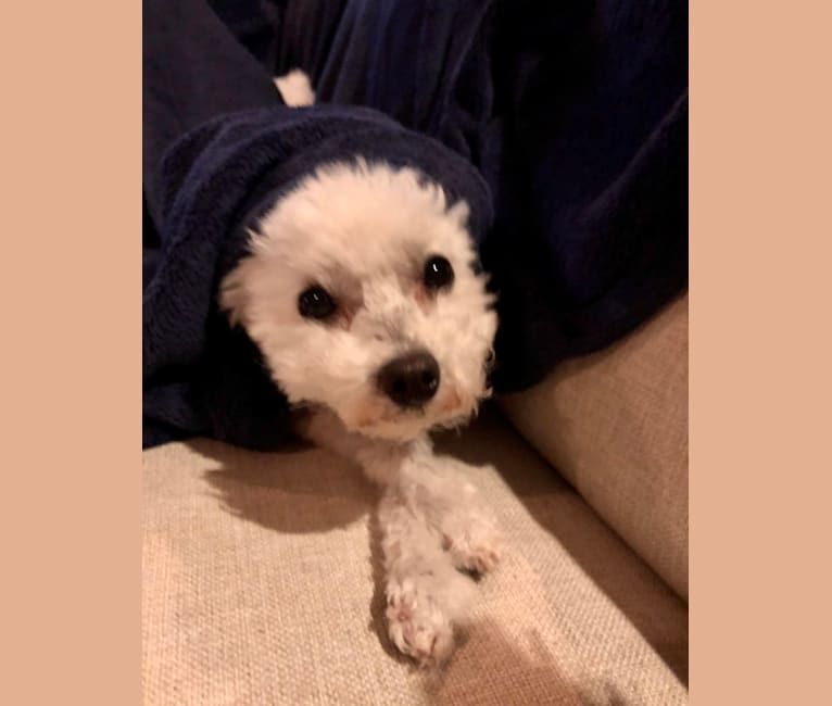 Peyton, a Poodle (Small) tested with EmbarkVet.com