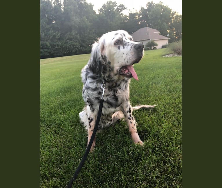 Velma, an English Setter (27.4% unresolved) tested with EmbarkVet.com