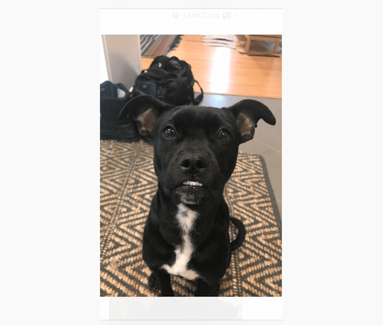 Amstaff sales chihuahua mix