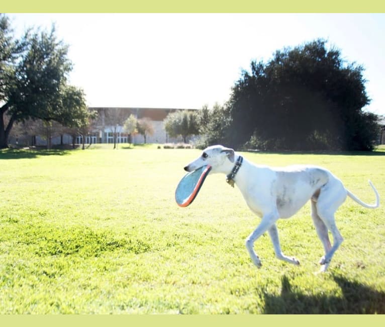 Jack, a Whippet tested with EmbarkVet.com
