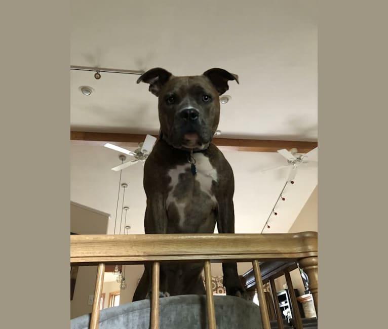 embark dog dna test breed