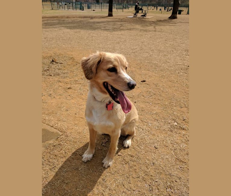 cocker spaniel german shepherd
