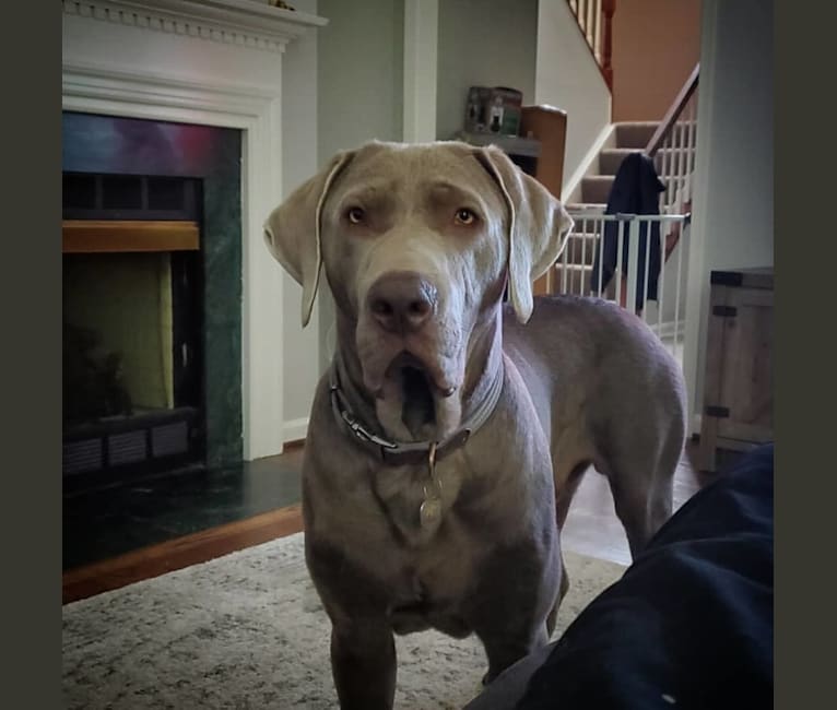 Oban, a Labrador Retriever tested with EmbarkVet.com