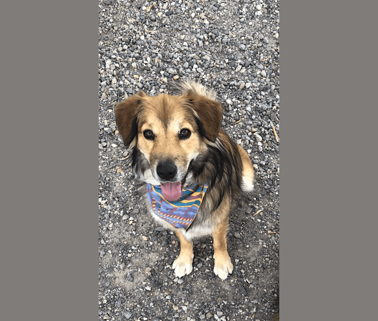 Akela, an American Pit Bull Terrier and Australian Cattle Dog mix tested with EmbarkVet.com