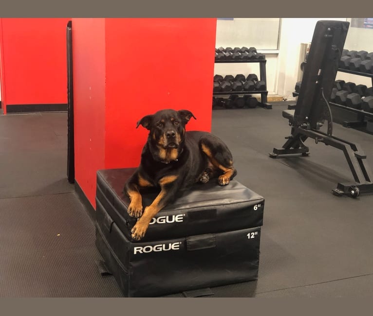 Samson, a Rottweiler tested with EmbarkVet.com