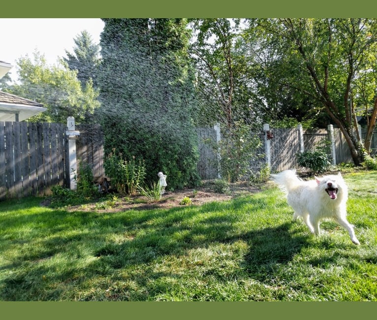 Photo of Ida, a Samoyed, Mixed, and Collie mix in Edmonton, Alberta, Canada