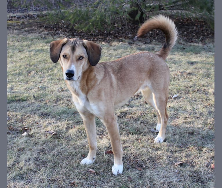 Beagle lab husky mix outlet