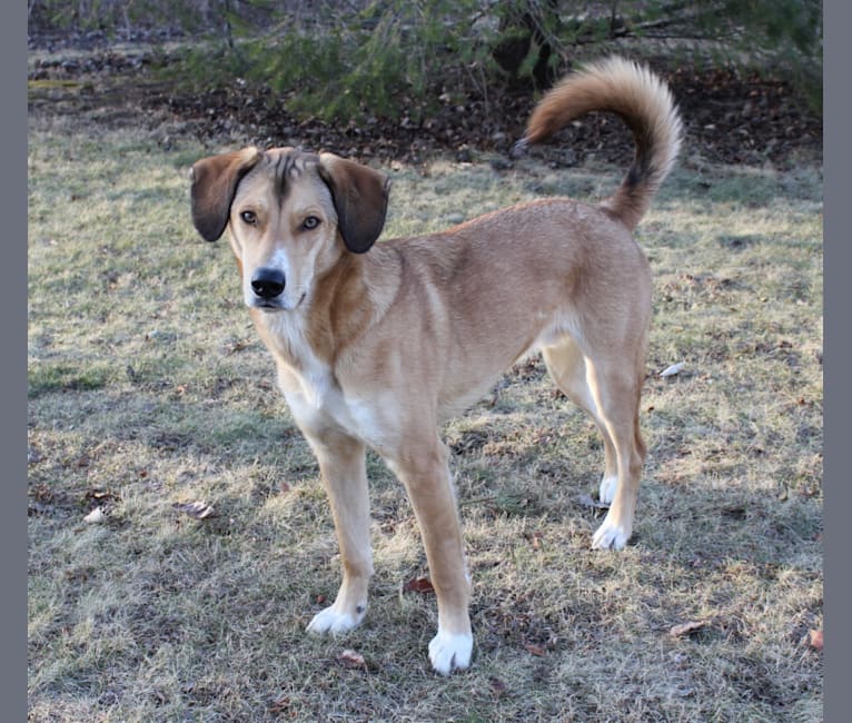 Derby, a Siberian Husky and Beagle mix tested with EmbarkVet.com