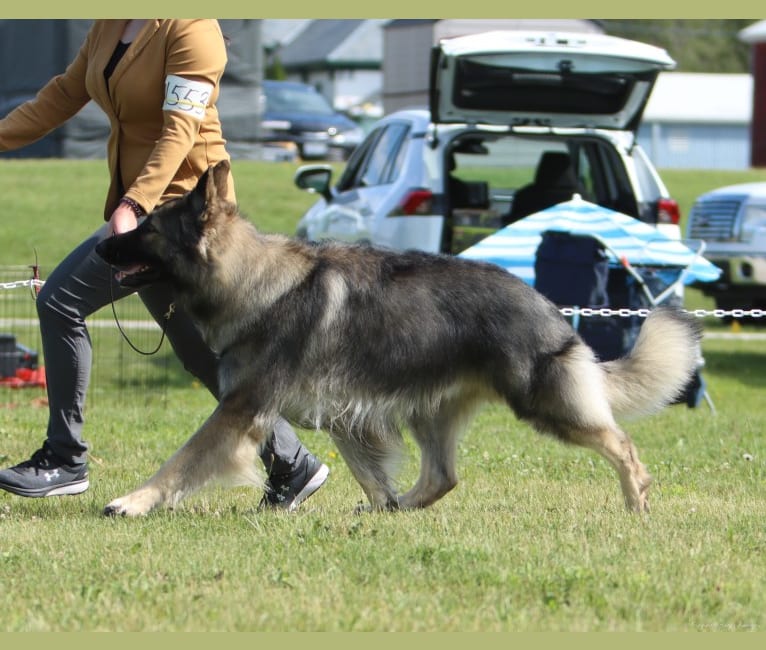 Bane, a Shiloh Shepherd tested with EmbarkVet.com