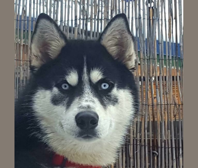 Koba, a Siberian Husky (4.4% unresolved) tested with EmbarkVet.com