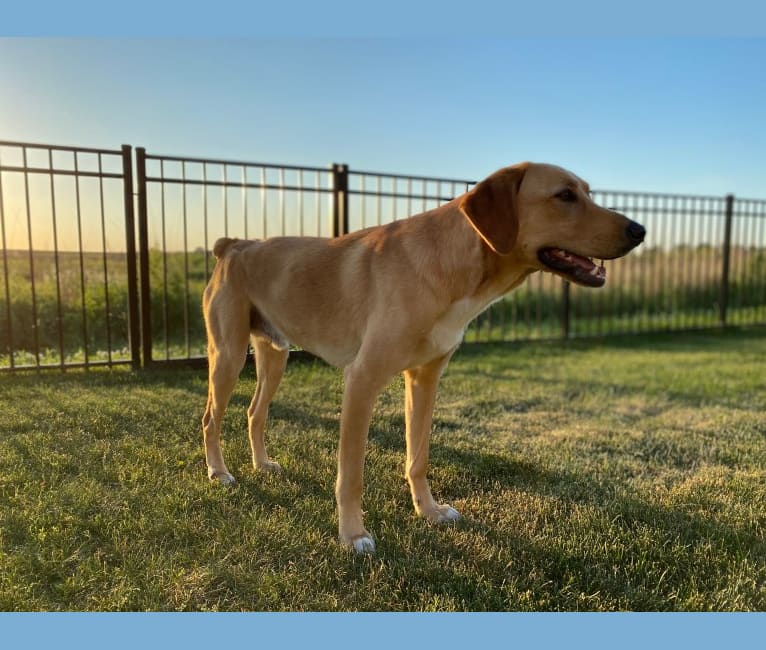 Marty Crenshaw, a Treeing Walker Coonhound and Golden Retriever mix tested with EmbarkVet.com