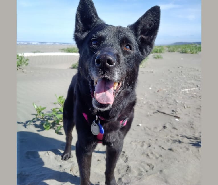 Shalee, an Australian Cattle Dog and Chow Chow mix tested with EmbarkVet.com