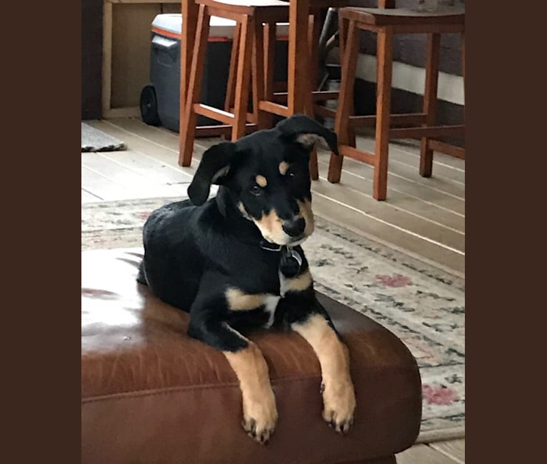 Embark Dog DNA Test Breed