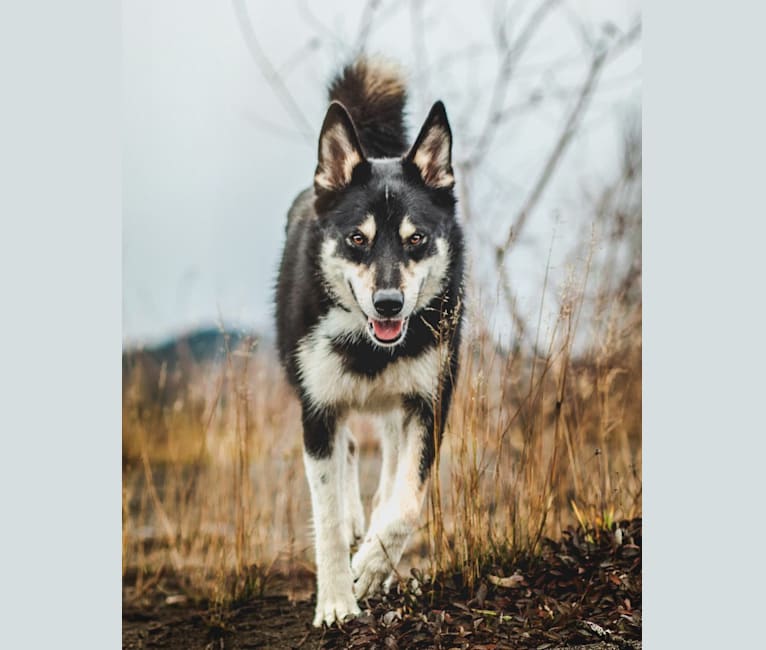 Photo of Koda, a Karelian Bear Dog and Laika mix in Kitimat, BC, Canada