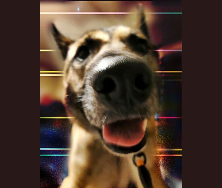 Kita a dog tested with EmbarkVet.com