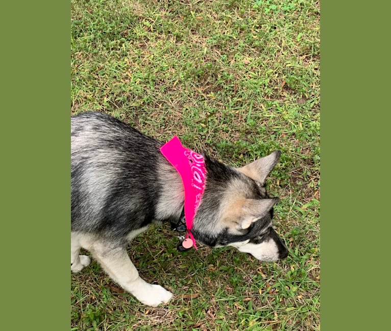 KAI, a Siberian Husky and Alaskan Malamute mix tested with EmbarkVet.com