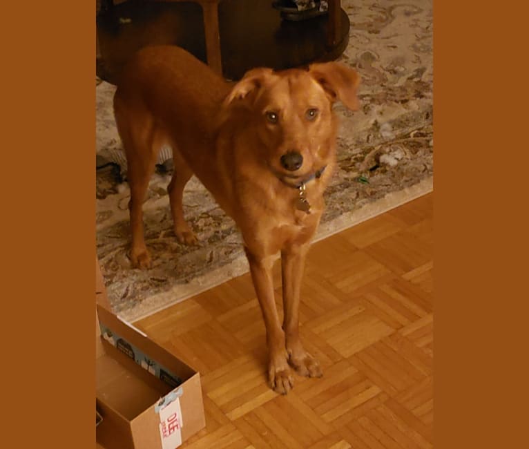 Ginger, a Western European Village Dog tested with EmbarkVet.com