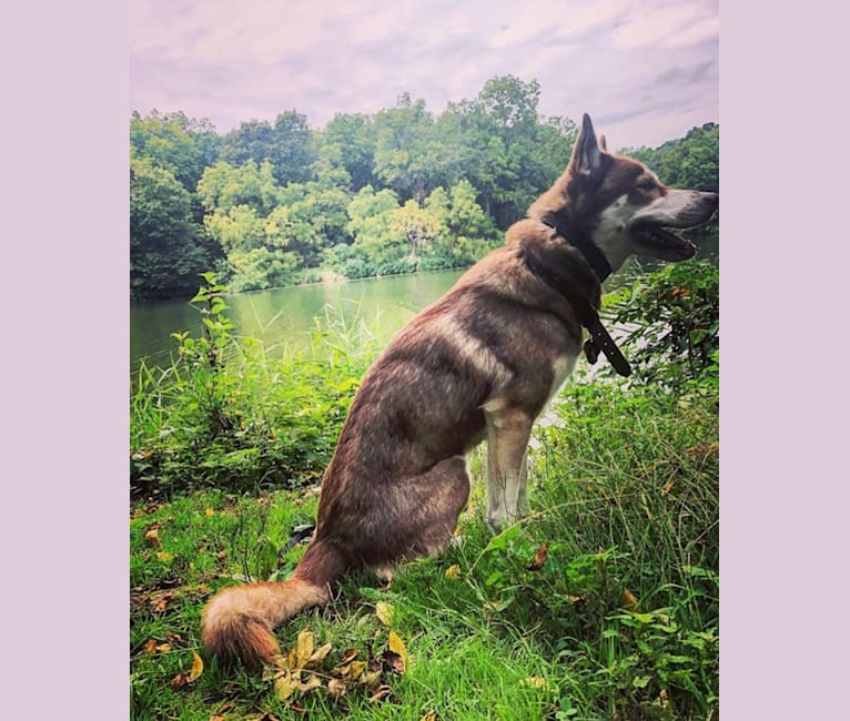 Asha, a Siberian Husky and German Shepherd Dog mix tested with EmbarkVet.com