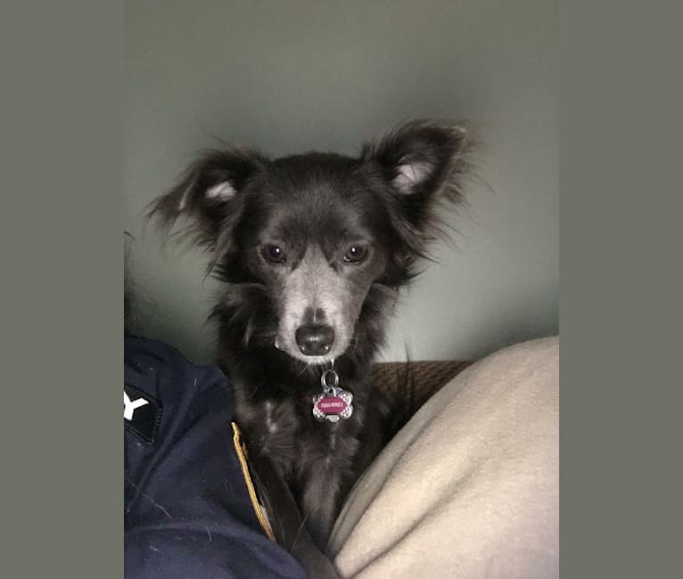 Squirrell, a Chihuahua and Rat Terrier mix tested with EmbarkVet.com
