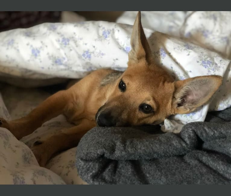 Chihuahua store chow mix
