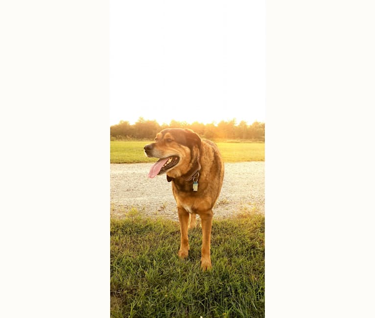 Photo of Cooper, a Great Pyrenees and Rottweiler mix in Conroe, Texas, USA