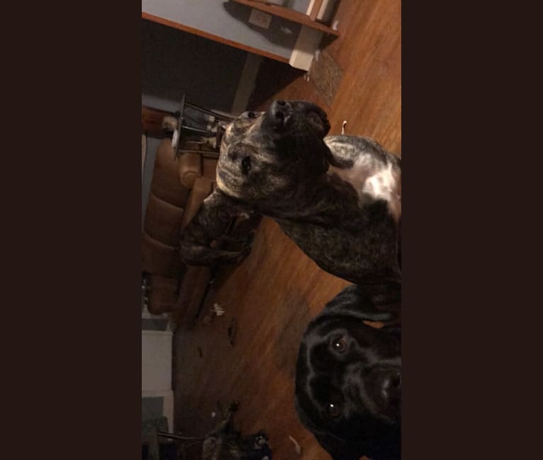 Embark Dog Dna Test Breed