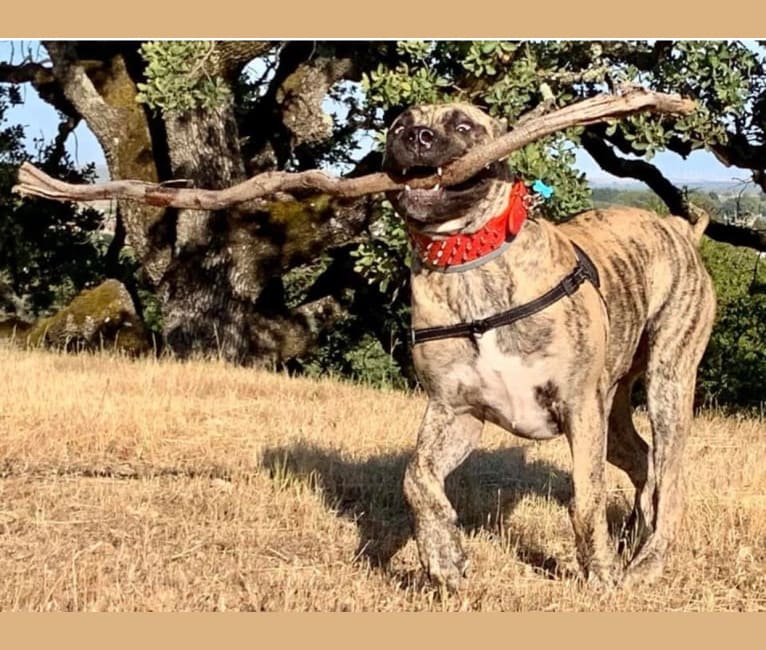 Koa, a Perro de Presa Canario tested with EmbarkVet.com