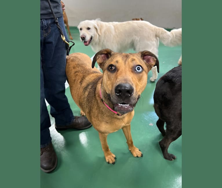 Walker, an American Pit Bull Terrier and Rottweiler mix tested with EmbarkVet.com