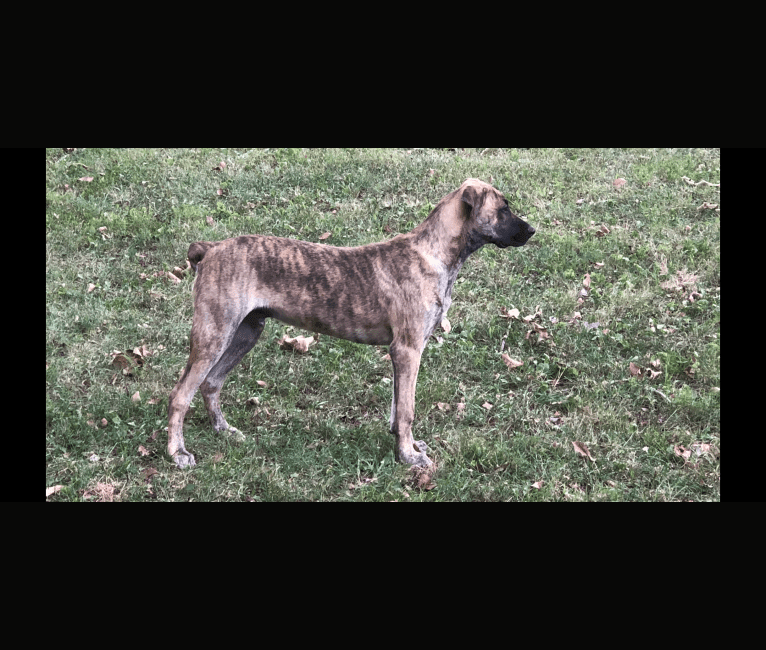 Louie, a Boxer and Mountain Cur mix tested with EmbarkVet.com