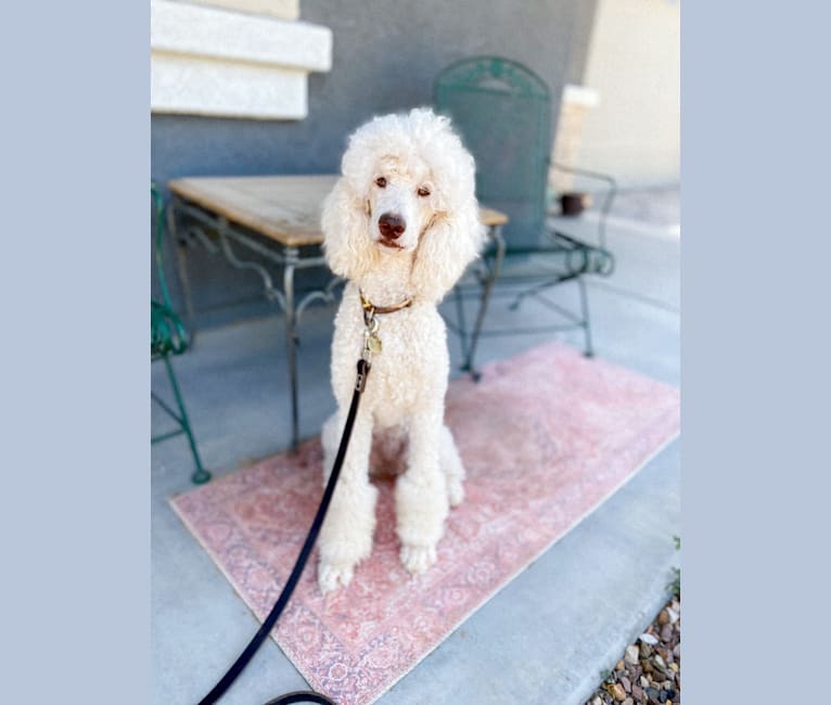 Linnea, a Poodle (Standard) tested with EmbarkVet.com