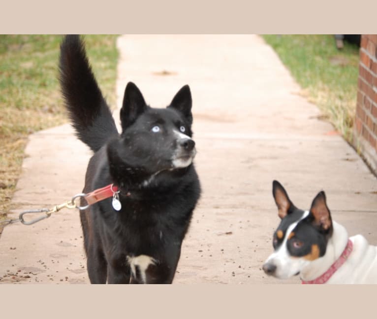 Unpener's Val've @ Windigo, a Chukotka Sled Dog tested with EmbarkVet.com