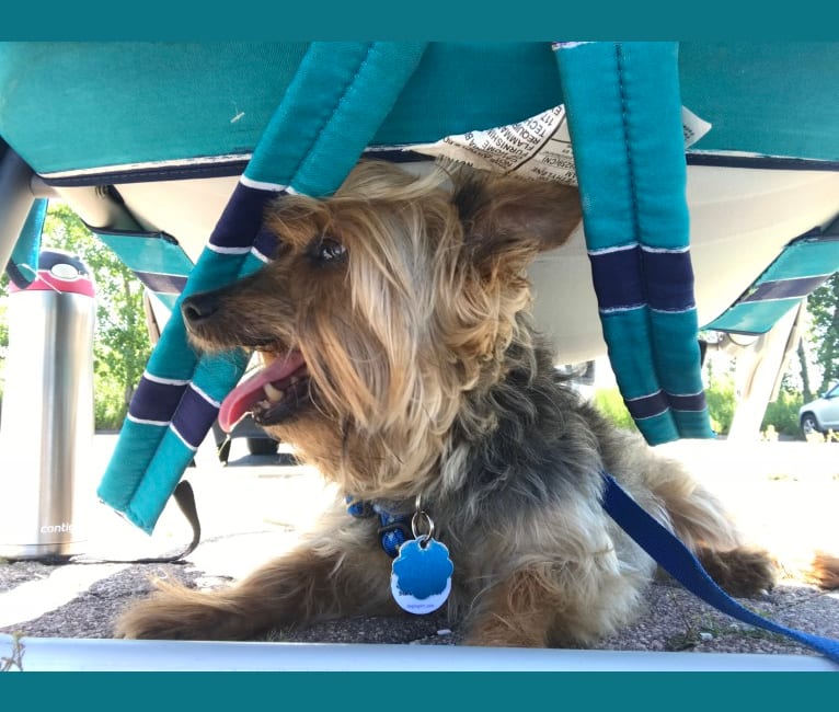 Diesel, a Silky Terrier tested with EmbarkVet.com