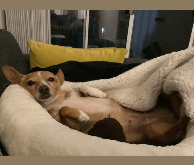 Lily, a Chihuahua and Beagle mix tested with EmbarkVet.com