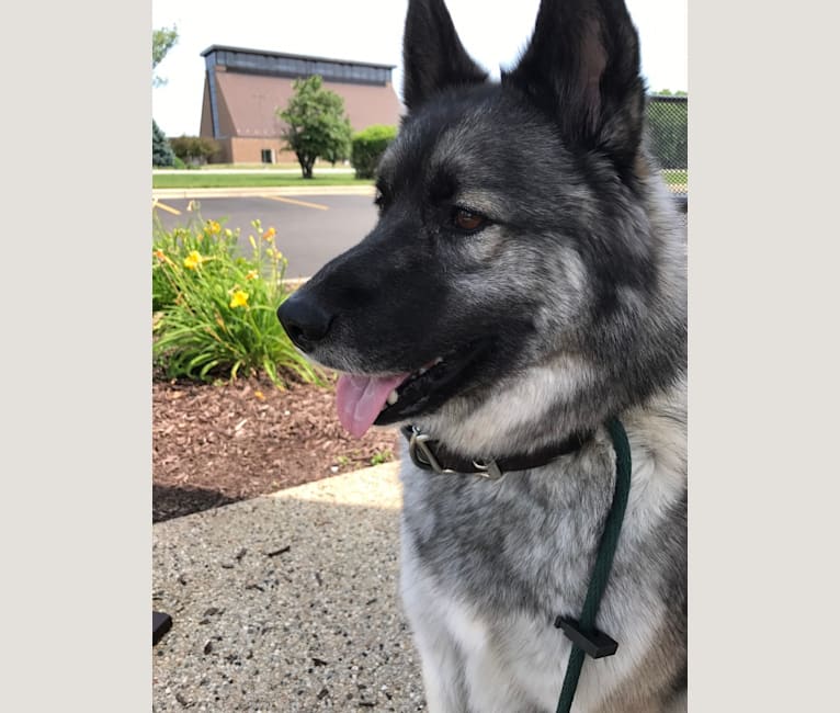 Juno, a Norwegian Elkhound and Siberian Husky mix tested with EmbarkVet.com