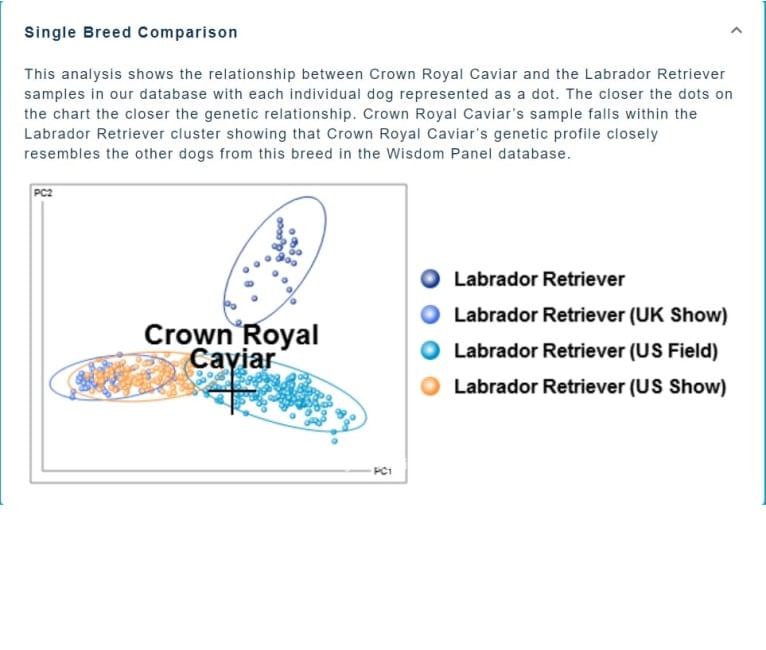 Caviar, a Labrador Retriever tested with EmbarkVet.com