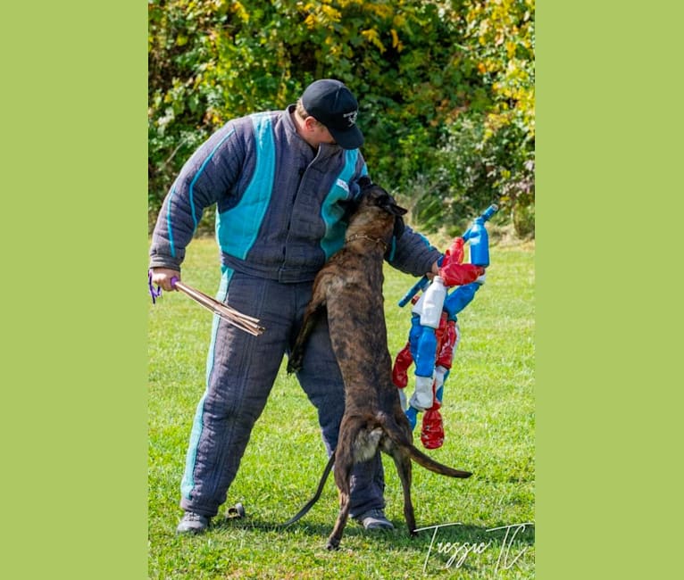 Photo of Devani, a Belgian Malinois and Dutch Shepherd mix in Springfield, MO, USA