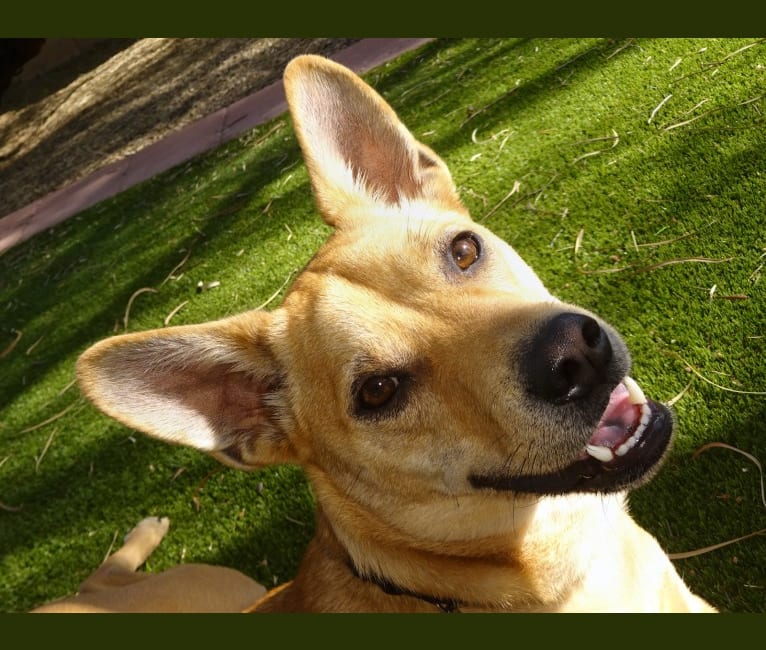 Bean, a Chow Chow and Chihuahua mix tested with EmbarkVet.com