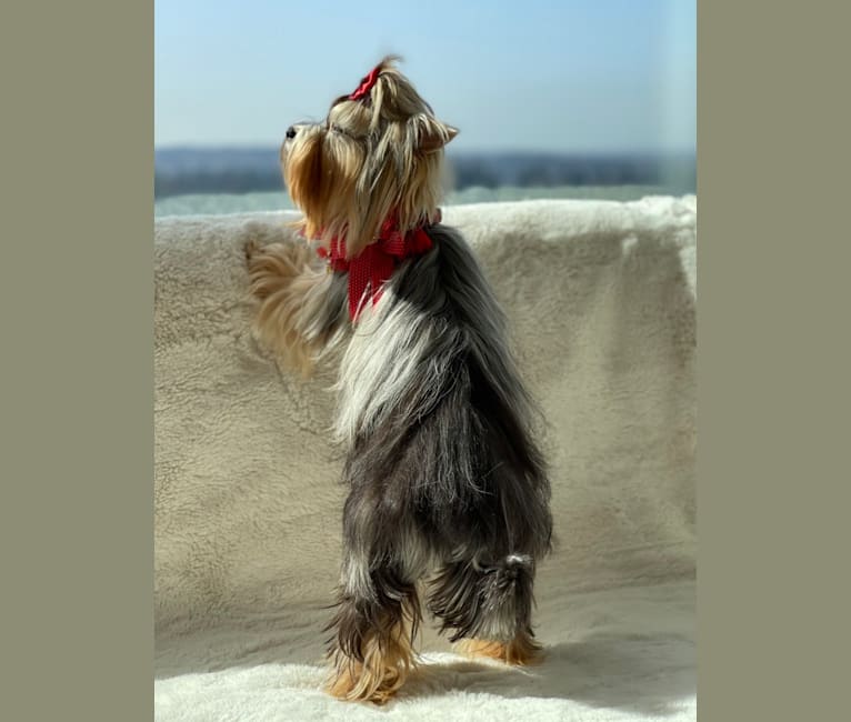 Photo of Gabby Now Star Tsarskaya Uteha, a Biewer Terrier and Havanese mix in Moscow, Russia