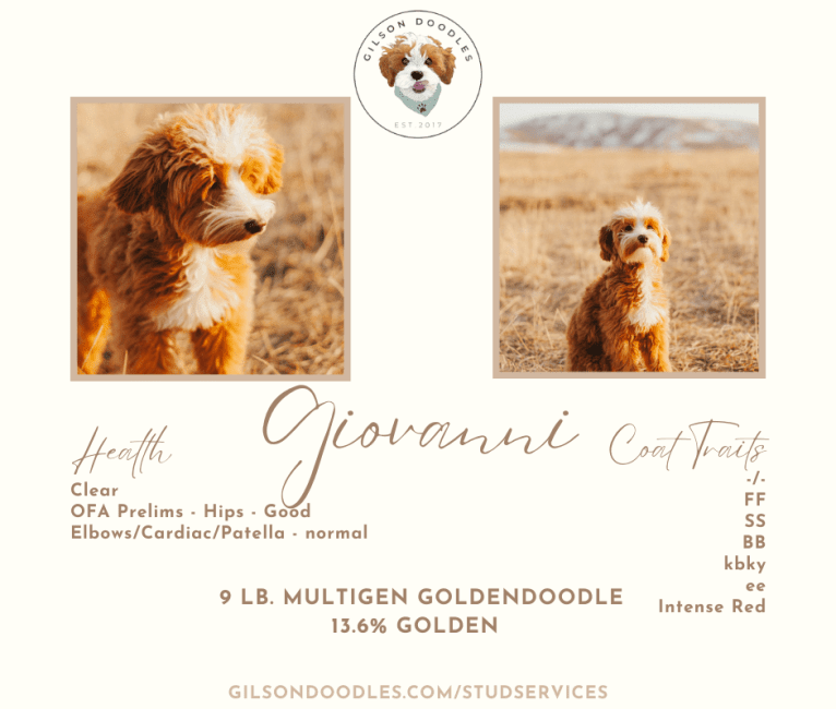 Gio, a Goldendoodle tested with EmbarkVet.com