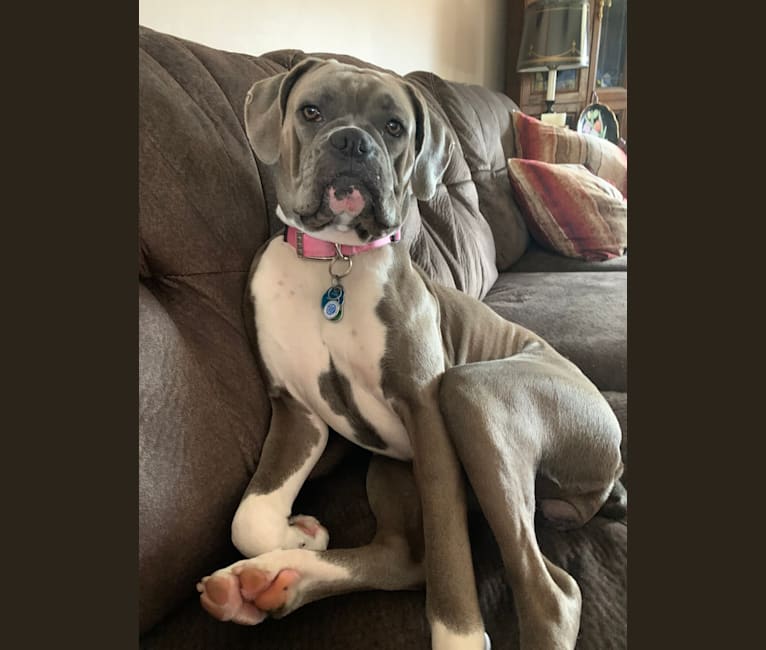 Photo of Willow Grace, a Boxer  in Ohio, USA