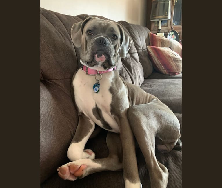 Willow Grace, a Boxer tested with EmbarkVet.com