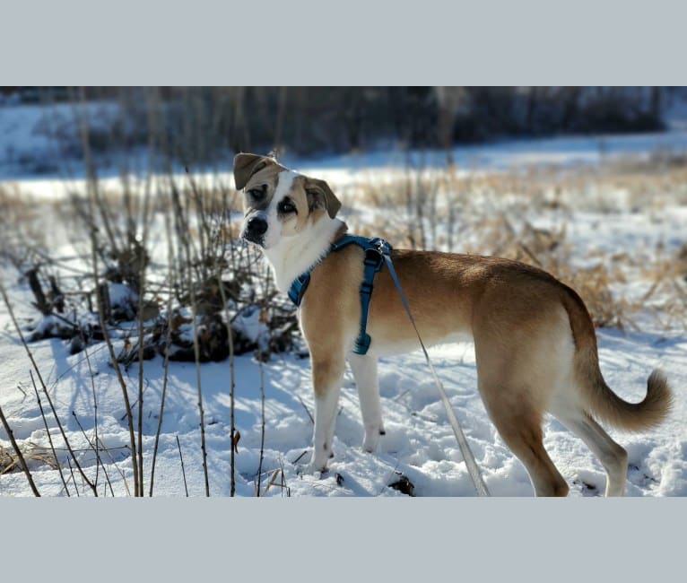 Tashi, an American Pit Bull Terrier and Akita mix tested with EmbarkVet.com