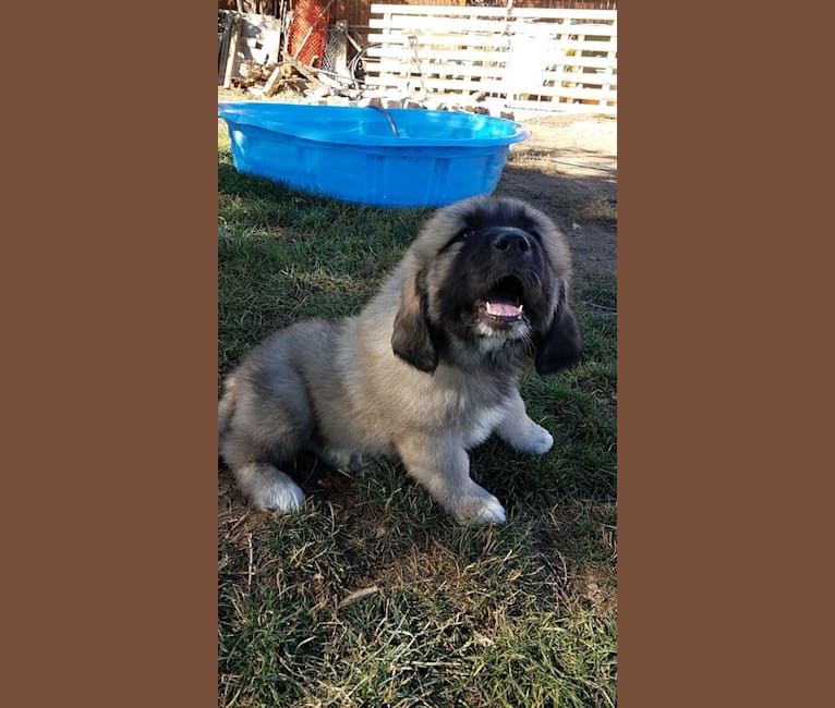 embark dog dna test breed