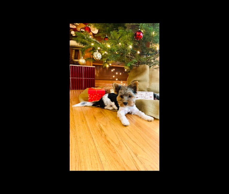 Photo of Ollie Gut Aussehend Schatzi, a Biewer Terrier  in Hillsboro, OR, USA